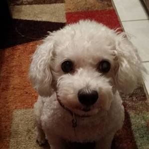 Meet your Posher, Diane